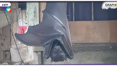 خفاش بحجم إنسان