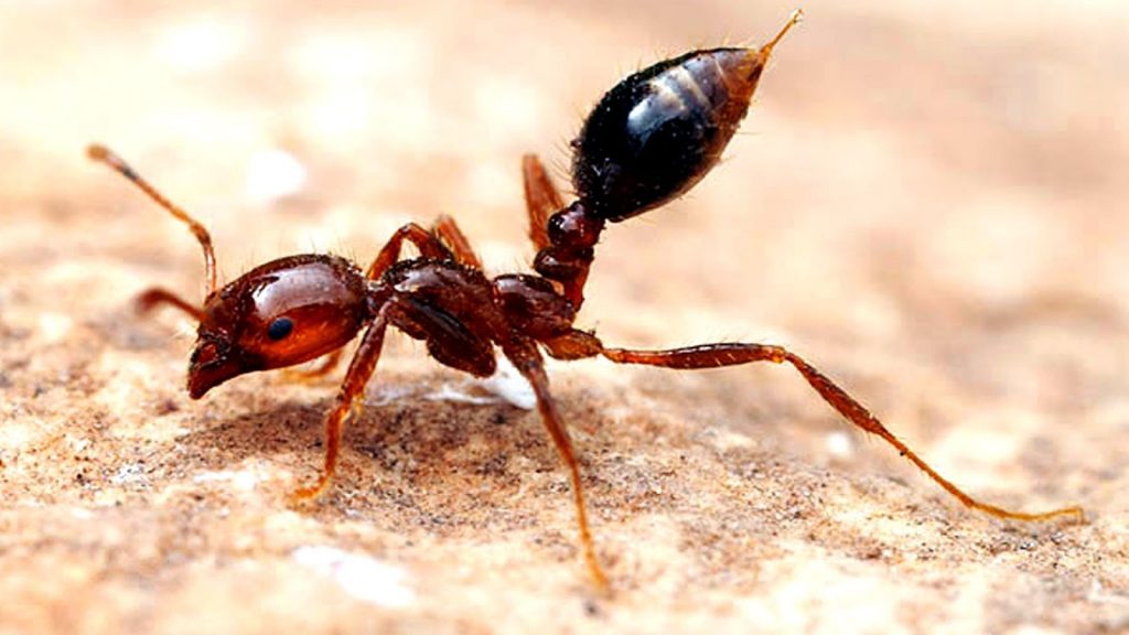 النمل ليس كائن ضعيف
