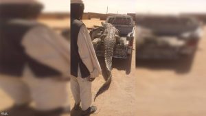 سوداني يصطاد تمساحاً ضخماً
