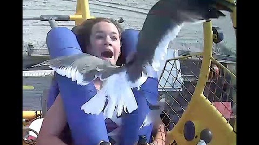 بالفيديو|| لحظة اصطدام طائر نورس بوجه فتاة أمريكية أثناء لعبها في ملاهي ضخمة