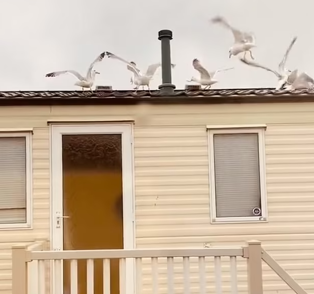 بالفيديو|| سيدة بريطانية تنتقم من جيرانها المزعجين بطريقة غريبة مستخدمة طيور النورس 