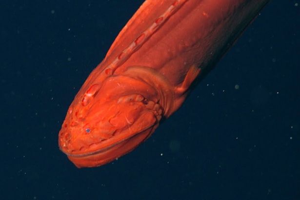 بالصور|| غواصة تلتقط صوراً لحوت غريب الشكل حيّر العلماء قبالة كاليفورنيا