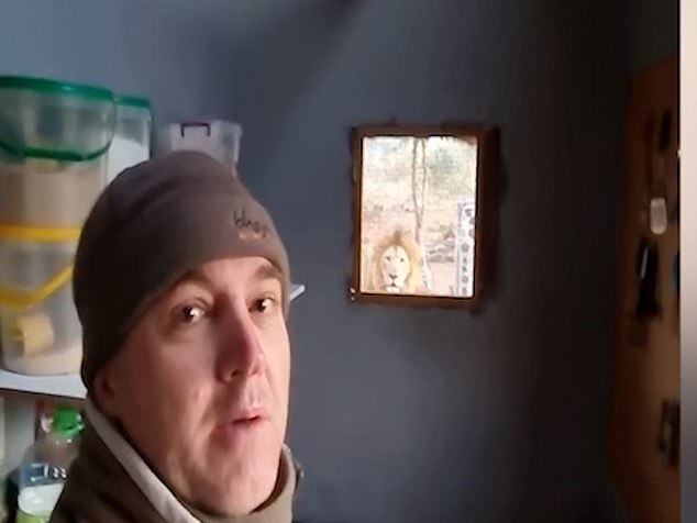 ضيوف مخيفون.. رجل من جنوب أفريقيا يتفاجئ بأسد ولبوته داخل منزله ويزأرون عليه أثناء إعداده القهوة - فيديو وصور