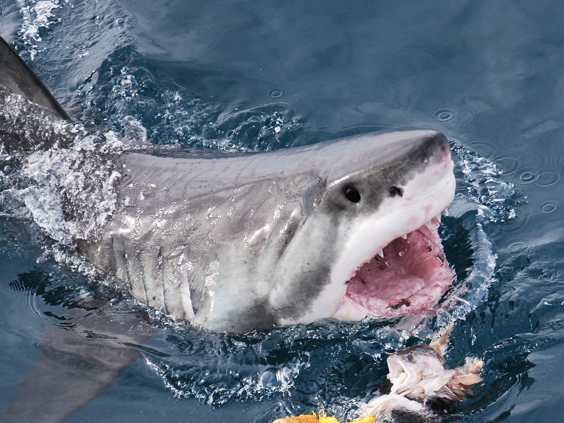بالفيديو|| عالم أحياء يحاول إبعاد أسماك القرش الأبيض عن حوت أحدب ضخم وهي تتغذى عليه