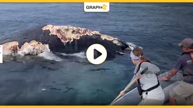 بالفيديو|| عالم أحياء يحاول إبعاد أسماك القرش الأبيض عن حوت أحدب ضخم وهي تتغذى عليه