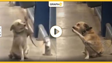 تحية رائعة يؤديها كلب للزبائن في أحد المتاجر بالبرازيل يثير إعجاب رواد مواقع التواصل - فيديو
