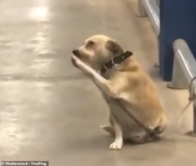 تحية رائعة يؤديها كلب للزبائن في أحد المتاجر بالبرازيل يثير إعجاب رواد مواقع التواصل - فيديو