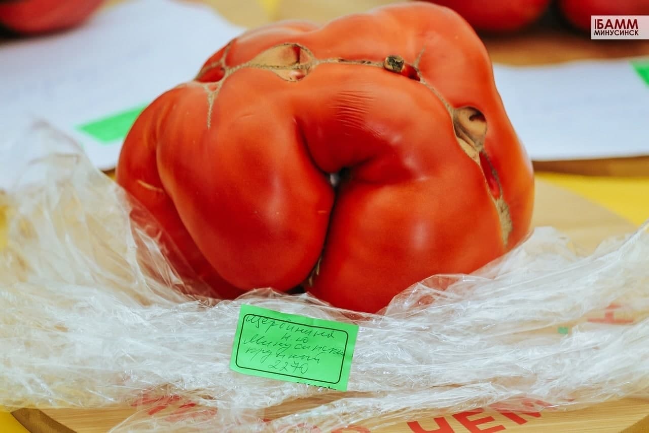 شاهد: تسجيل أكبر حبة طماطم في روسيا بوزن 2.2 كلغ