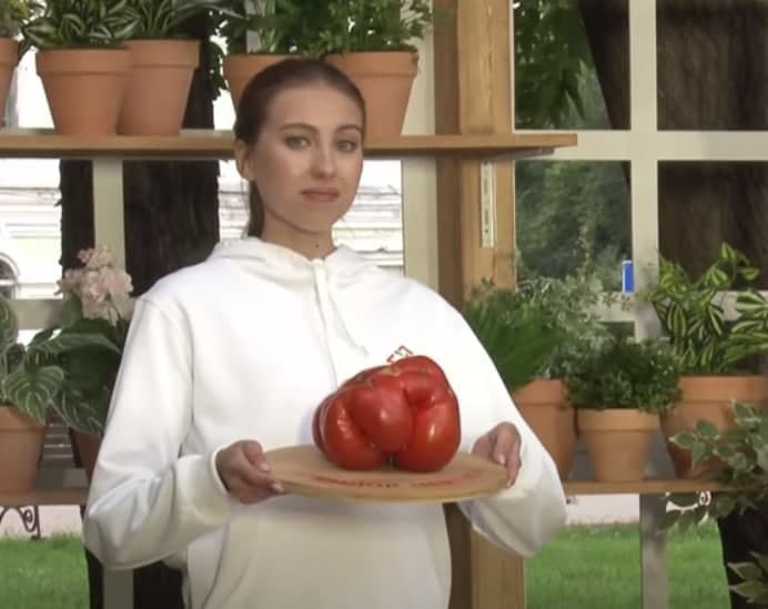 شاهد: تسجيل أكبر حبة طماطم في روسيا بوزن 2.2 كلغ