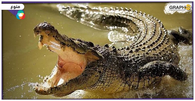 بوزنٍ بلغ أكثر من 700 كلغ.. اصطياد تمساح عملاق في دولة آسيوية بعدما شكل كابوساً لسكانها