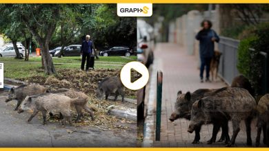 الخنازير البريّة تجتاح شوارع العاصمة الإيطالية روما لتثير الفوضى و تنشر الهلع في قلوب الأهالي - فيديو وصور