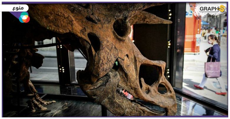 ديناصور معروض للبيع في مزاد.. والسعر يصل لأرقام جنونية
