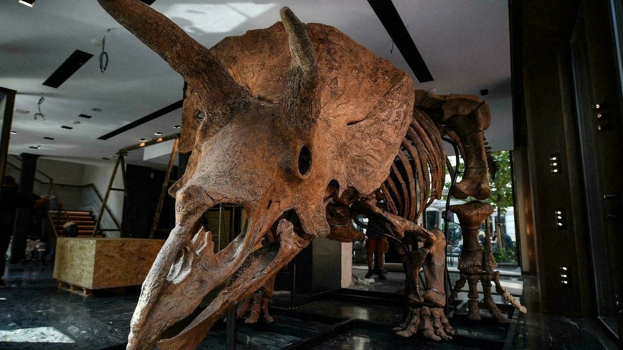 ديناصور معروض للبيع في مزاد.. والسعر يصل لأرقام جنونية