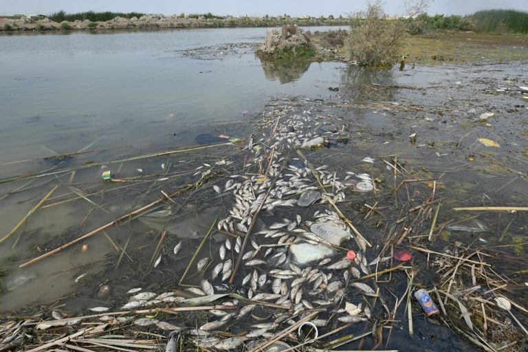 نفوق مأساوي لأعداد هائلة من الأسماك في العراق فما السبب (فيديو)