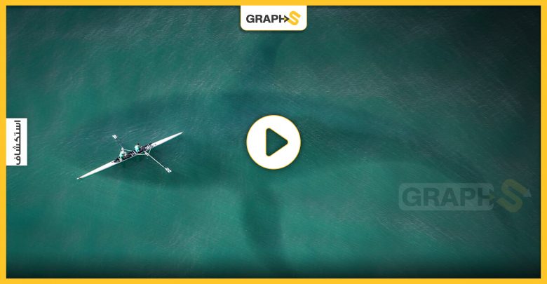 بالفيديو|| اكتشاف نوع جديد من الحيتان القاتلة تعيش على حافة الجرف القاري في المحيط
