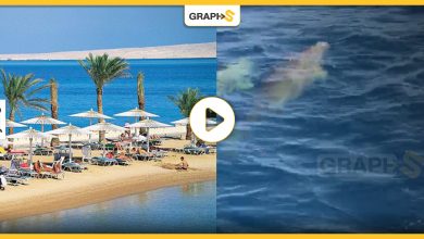 مصر: العثور على زوج من "عروس البحر" بالقرب من أحد شواطئ الغردقة