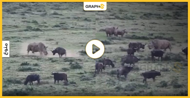 حدث "نادر للغاية".. معركة طاحنة بين وحيد القرن وجاموس بري ضخم