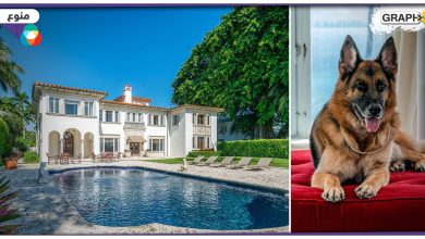 أغنى كلب في العالم يبيع قصراً بـ 32 مليون دولار.. كان قد تمّ شراؤه من المغنية الشهيرة مادونا