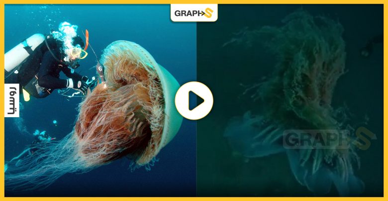 العثور على أكبر قنديل بحر في العالم