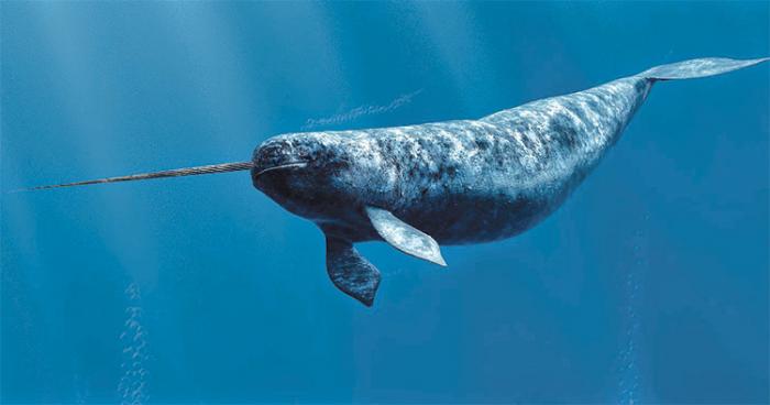 وُصف بـ""النادر والغامض".. حيوانٌ بحري ضخم يتم رصده بمياه القطب الشمالي