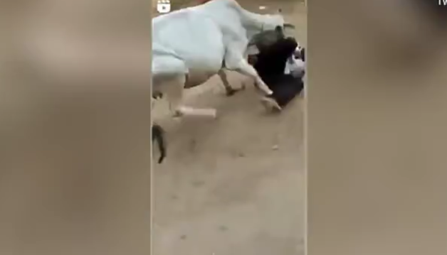 بالفيديو|| بقرة تنقذ كلبا يتعرض للتعذيب بشكل سيء من قبل رجل في الشارع