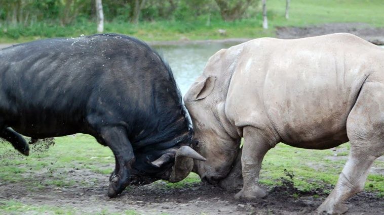 حدث "نادر للغاية".. معركة طاحنة بين وحيد القرن وجاموس بري ضخم
