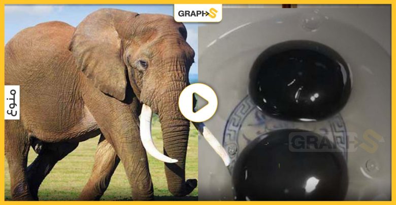 بالفيديو| فيل ضخم يهاجم سيارة بمن فيها ويرميها .. وبيض أسود لإوزات يثير حيرة العلماء