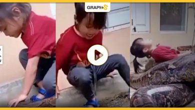 بالفيديو|| فتاة صغيرة تلعب مع ثعبان ضخم ومخيف وترمي بنفسها عليه وردة فعله أثارت رواد مواقع التواصل