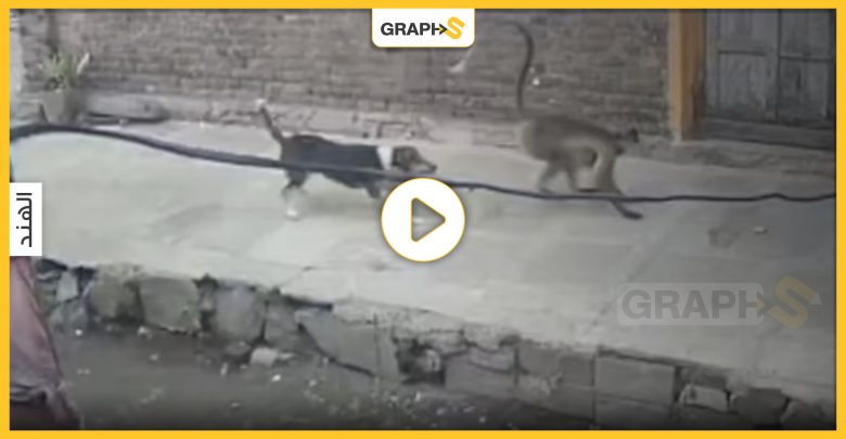 بالفيديو|| بعد مجزرة الكلاب على أيدي القرود بالهند.. بداية حرب شوارع شاملة بين الطرفين ونفوق الكثير منهما