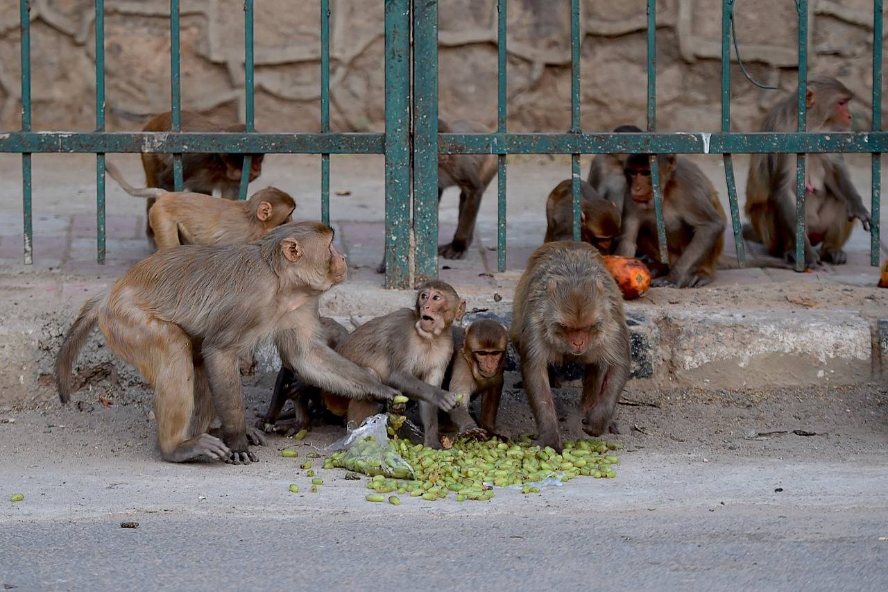 آخر تطورات مجزرة الكلاب في الهند على أيدي القرود.. القبض على قردين من المتورطين بمقتل 250 جرواً انتقاماً لقرد صغير