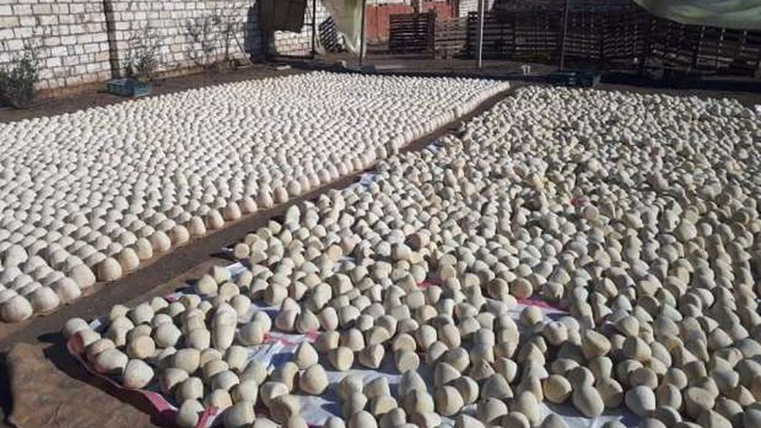 فضيحة تهز مصر: ضبط مصنع ينتج الجبن "من طلاء الجدران" ويصدره للخارج.. أكثر من 37 طناً تم مصادرتها 