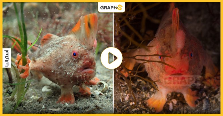"تسير على يدين" سمكة وردية اللون نادرة وغريبة تظهر في أستراليا بعد 22 عاماً على اختفائها
