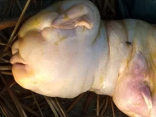 شاهد: ولادة ماعز بـ"وجه وملامح بشرية" تثير الذهول