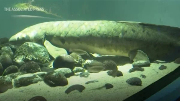 عمرها قرن تقريباً.. أقدم سمكة زينة في العالم بأستراليا - فيديو