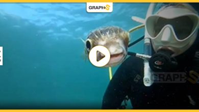 بالفيديو|| ابتسامة أخطر الأسماك بالقرب من فتاة غواصة تشعل مواقع التواصل الاجتماعي