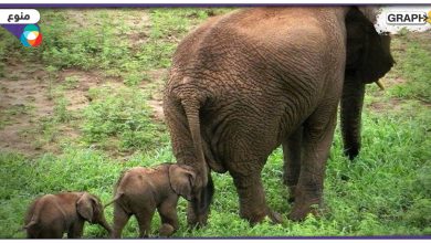 ولادة توأمين من الفيل الإفريقي
