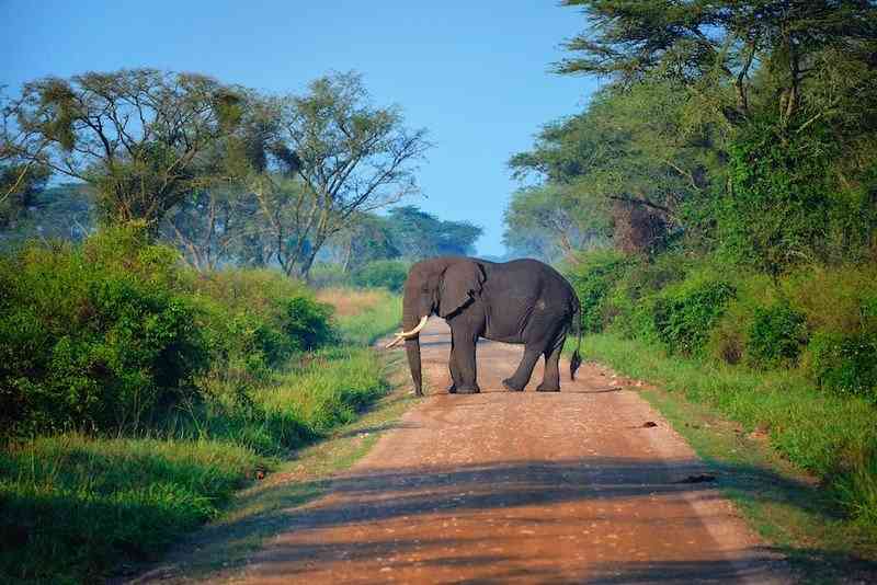 فيلٌ غاضب يهاجم شاباً سعودياً وينهي حياته دهساً أمام أنظار 3 من أصدقائه خلال رحلة سفاري في أوغندا