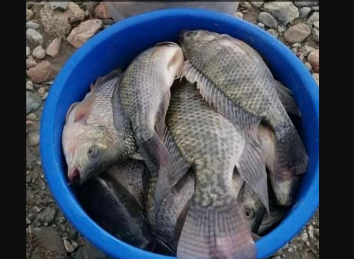 "ظاهرة غريبة" تشهدها السعودية.. أسماك تظهر بشكلٍ مفاجئ في مياه سيول الأمطار بالطائف 