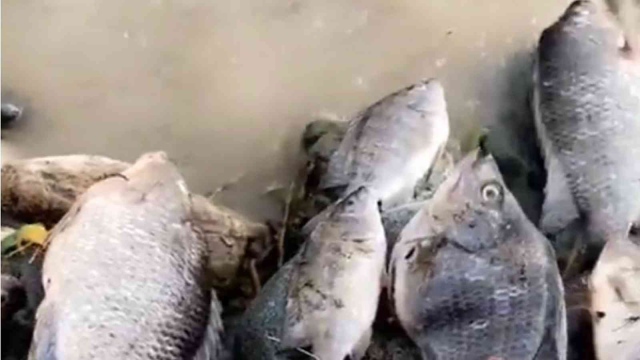 بالفيديو|| "ظاهرة غريبة" تشهدها السعودية.. أسماك تظهر بشكلٍ مفاجئ في مياه سيول الأمطار بالطائف 