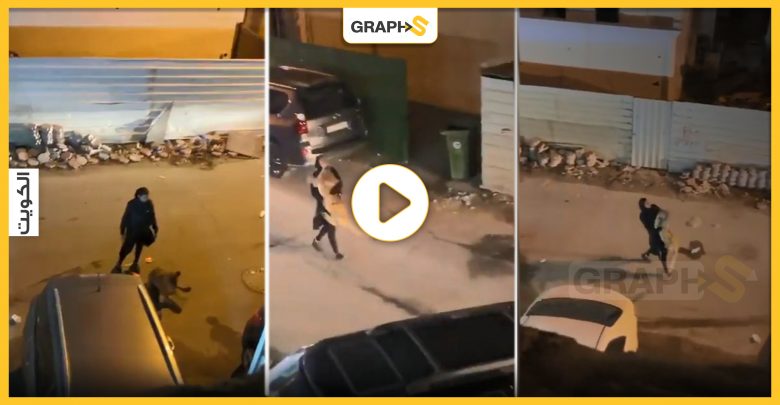 بالفيديو|| فتاة تُسيطر على أسد وتحمله بين ذراعيها.. كان يجوب شوارع الكويت مروعاً الأهالي