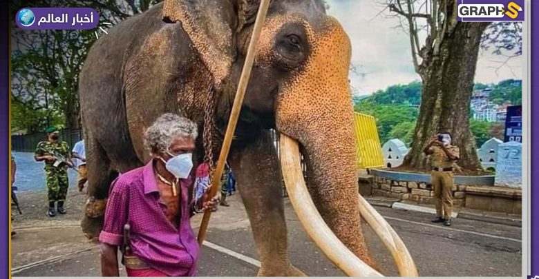 "أقدس فيل في سريلنكا".. حالة حزن تسود البلاد على نفوقه وإصدار مرسوم رئاسي