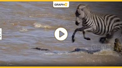 بالفيديو|| اصطياد العديد من الحمير الوحشية من قبل مجموعة تماسيح ضخمة