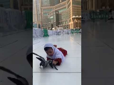 "مشهد لامثل له".. طفلة تداعب حمامة الحرم مثيرة رواد مواقع التواصل -فيديو