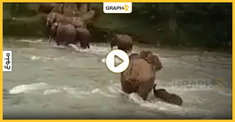 أنثى فيل تعرض حياتها للخطر