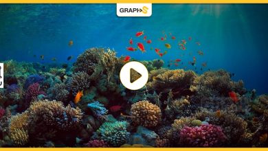 بفضل الذكاء الصناعي علماء يستمعون لأصوات الشعاب المرجانية بقاع البحر - فيديو