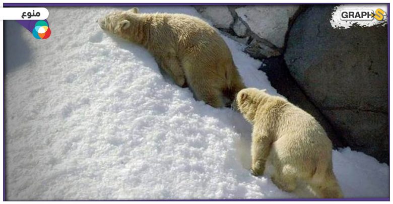 تغير المناخ وتأثيره على حياة الدب القطبي