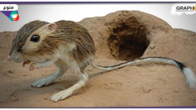 ماذا تعرف عن فأر الكنغر؟.. يصنع ماءه الخاص ولا يشرب الماء طوال حياته
