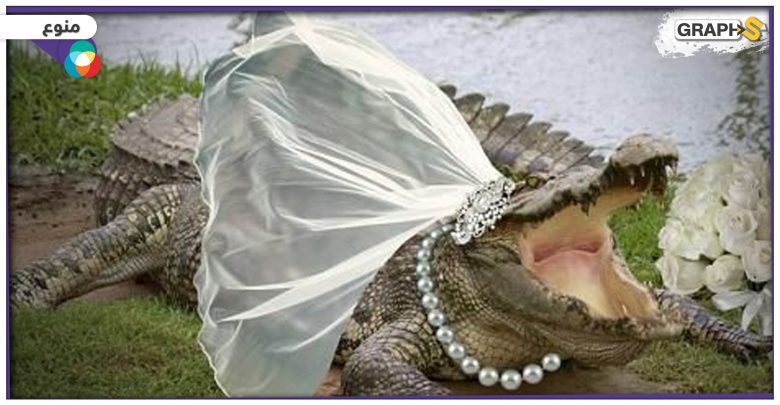 عمدة مكسيكي يتزوج من تمساح