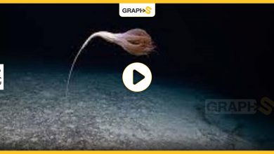 بالفيديو|| مخلوق بحري غامض وغريب تم التقاطه في رحلة استكشافية بالأعماق