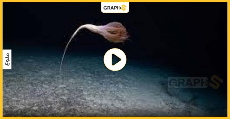 بالفيديو|| مخلوق بحري غامض وغريب تم التقاطه في رحلة استكشافية بالأعماق